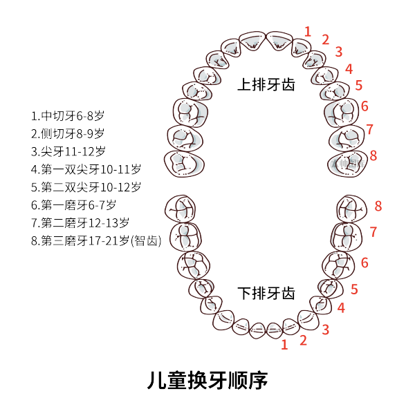 寶寶換牙時間表,換牙期家長必須儲備的最全攻略_兒童