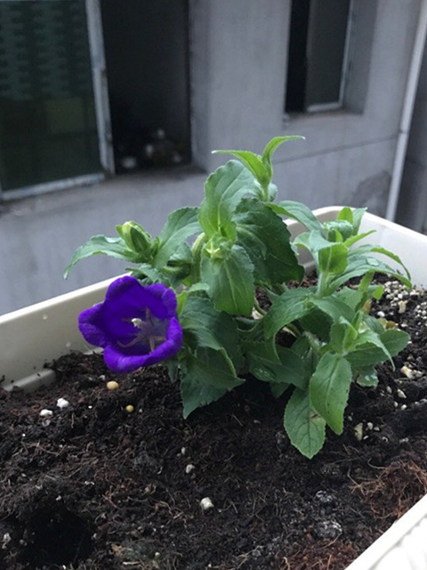 风铃花 盆景图片