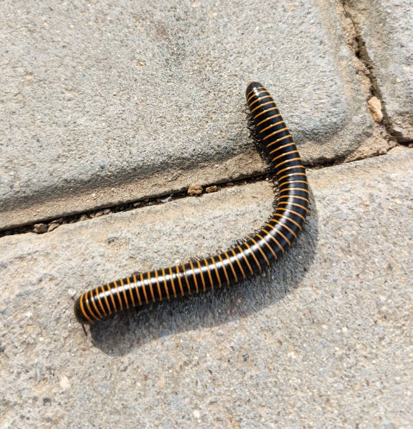 千足虫有毒吗?千足虫怎么消灭?揭秘最佳对策!