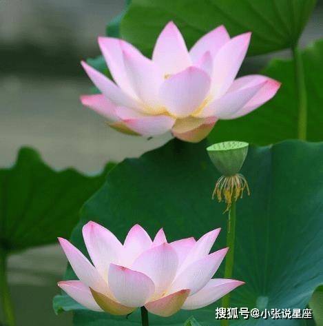 1月上旬,4属相时来运转,贵人相助,幸福连连,生活美满_生肖_五行_朋友