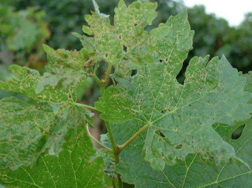 已经有果农遇到,给葡萄造成严重损失!绿盲蝽防治怎么做?