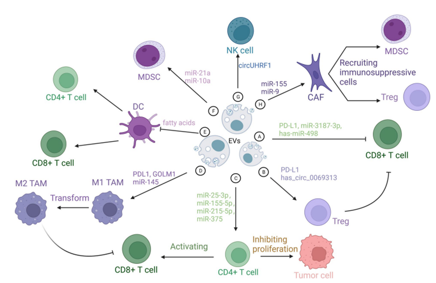 外泌體在腫瘤微環境中與多種免疫細胞進行交互,影響免疫應答.