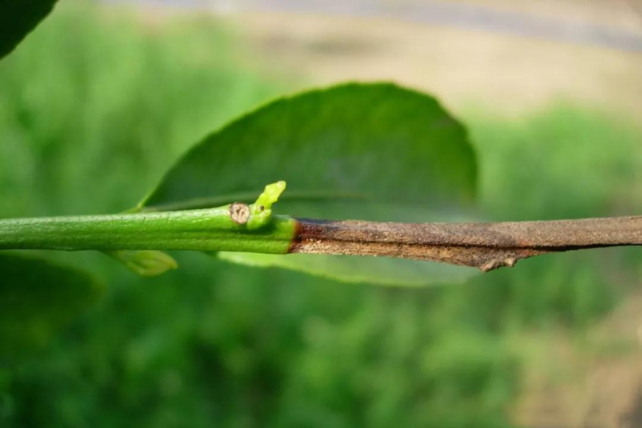 危害枝,葉,受害葉片變黃,枝梢粗糙不平,當出現若蟲尤其是1齡期若蟲