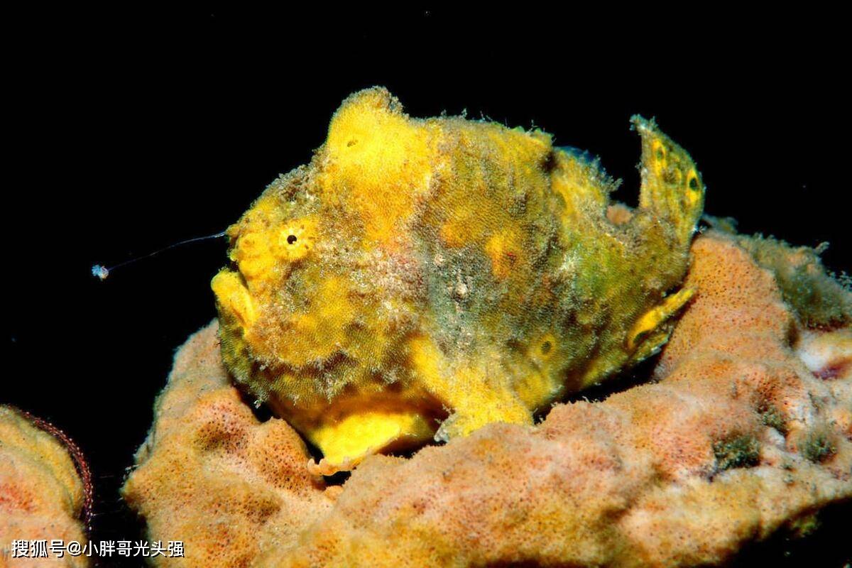 蚂蚁森林神奇海洋_方式_海底_光线