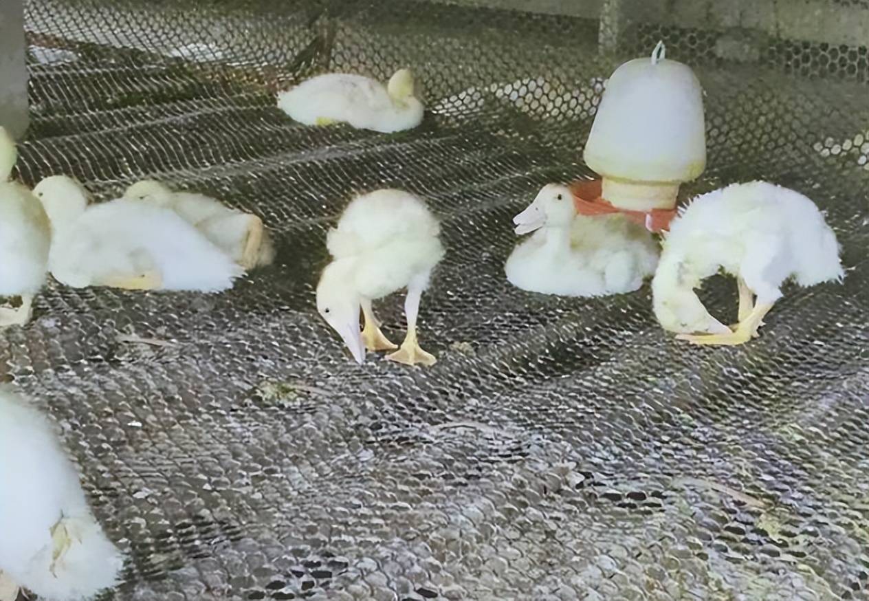 鸭子浆膜炎的症状图片,教你辨别浆膜炎_用药治疗_治愈_综合