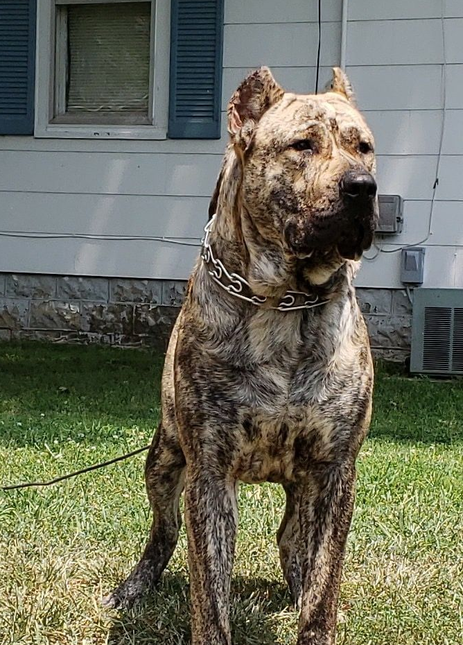 饲养过猛犬的朋友都应该知道,大型犬与那些小型的宠物犬,伴侣犬有着