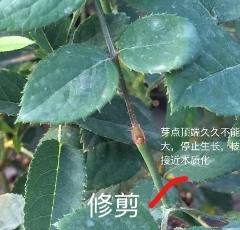 下面是盲芽盲枝的修剪圖解,希望能幫助到各位花友.