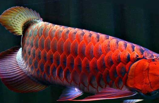 红龙鱼的环境布置,鱼缸的颜色很重要,详解龙鱼发色的那些事