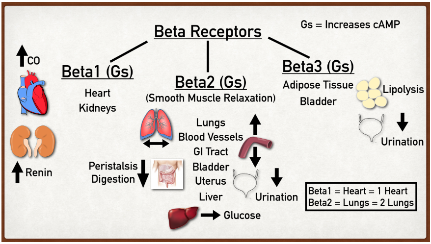 與平滑肌鬆弛,胰島素和胰高血糖素分泌和脂肪分解有關的β2ar,以及
