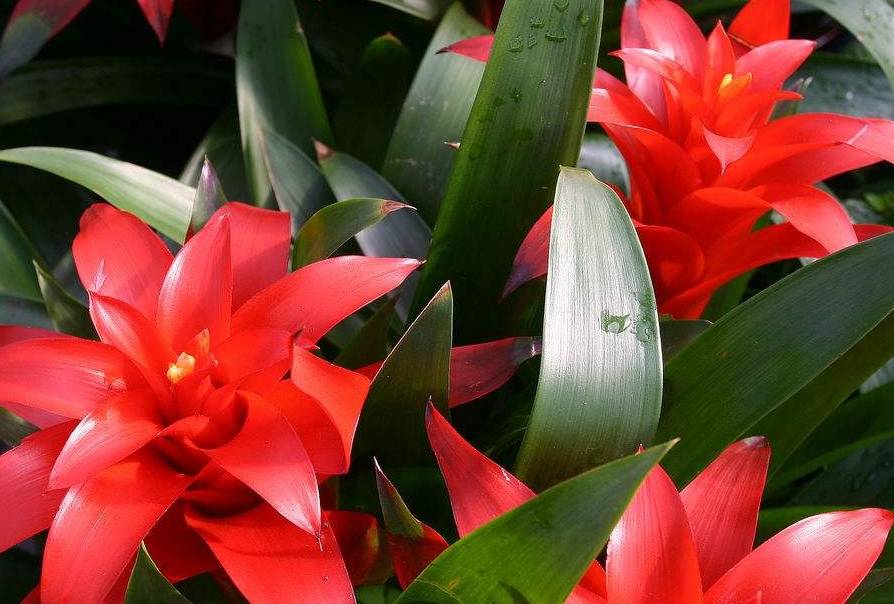 这4种花不仅好看,摆家里还能招财纳福带好运,红红火火一整年!