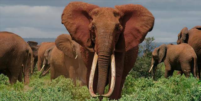 一部关于大象的生态纪录片,通过迁徙之旅展现族长的智慧