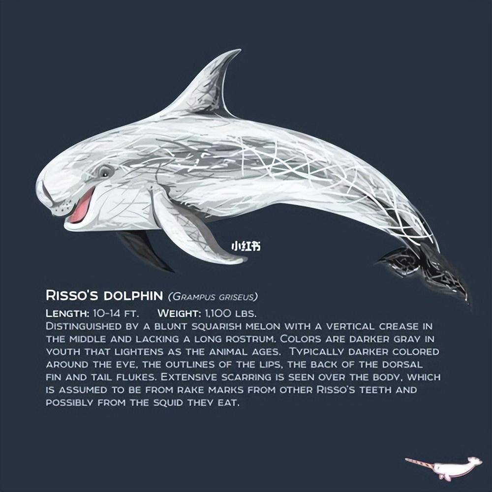 瑞氏海豚通常也称为里氏海豚或灰海豚生活在大部分海域