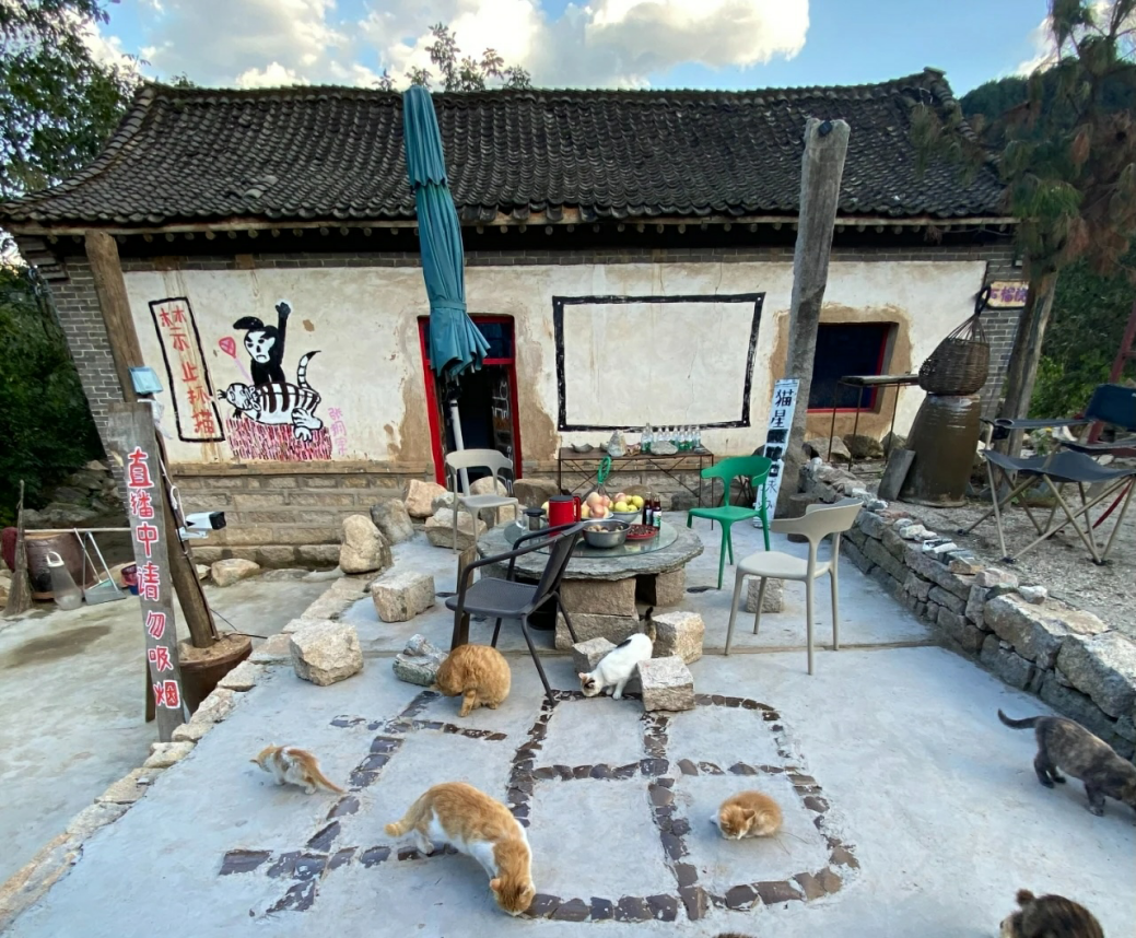 猫村公约,猫村食堂,猫舍猫窝……如今猫村里目之所及的地方,都与猫有