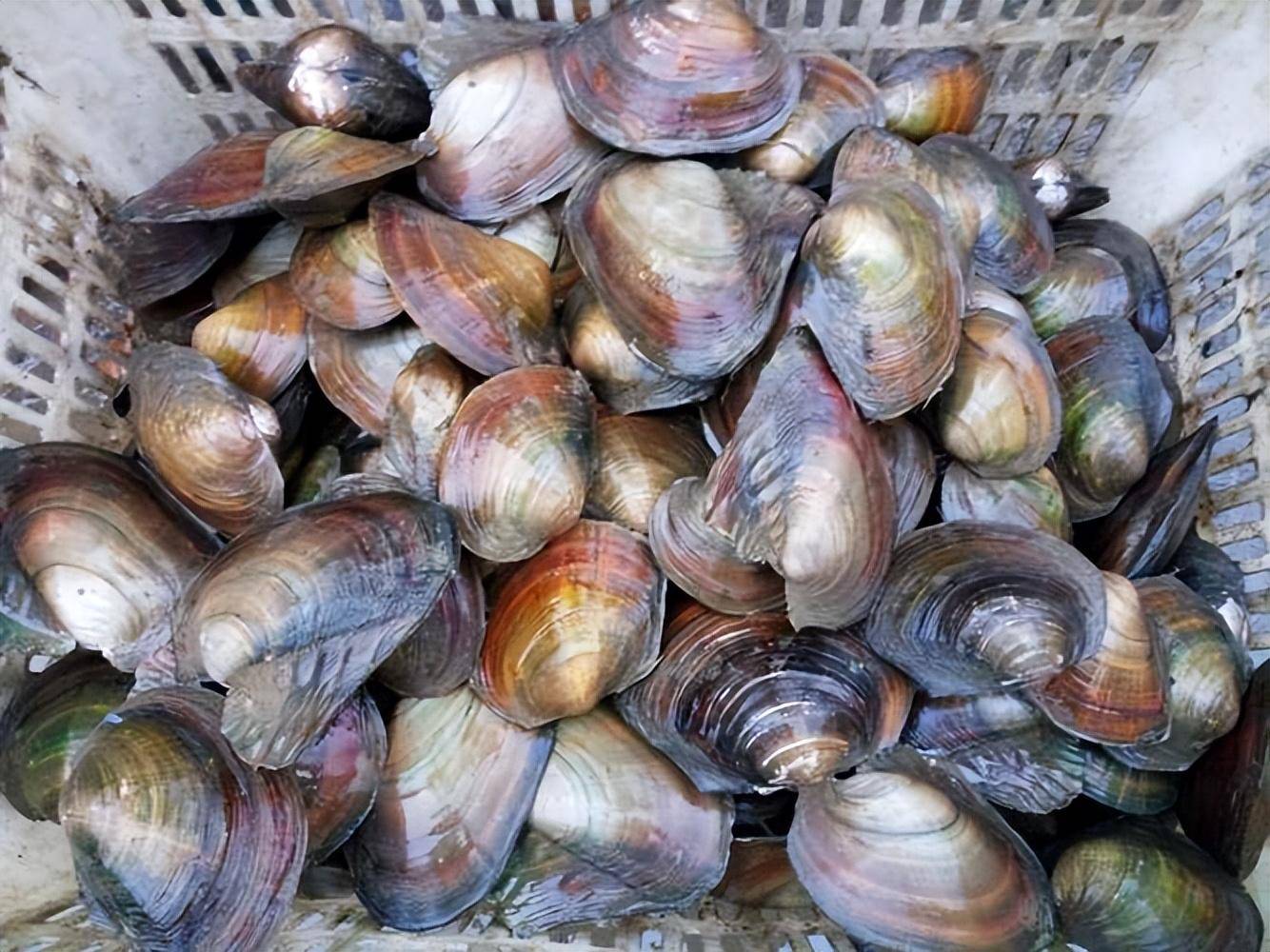 三角帆蚌,生活世界各地温暖的热带,亚热带海域的珊瑚礁环境中_藻类