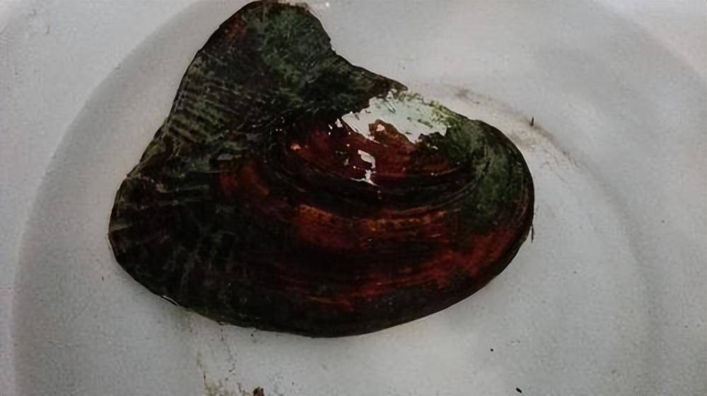 三角帆蚌,生活世界各地温暖的热带,亚热带海域的珊瑚礁环境中_藻类