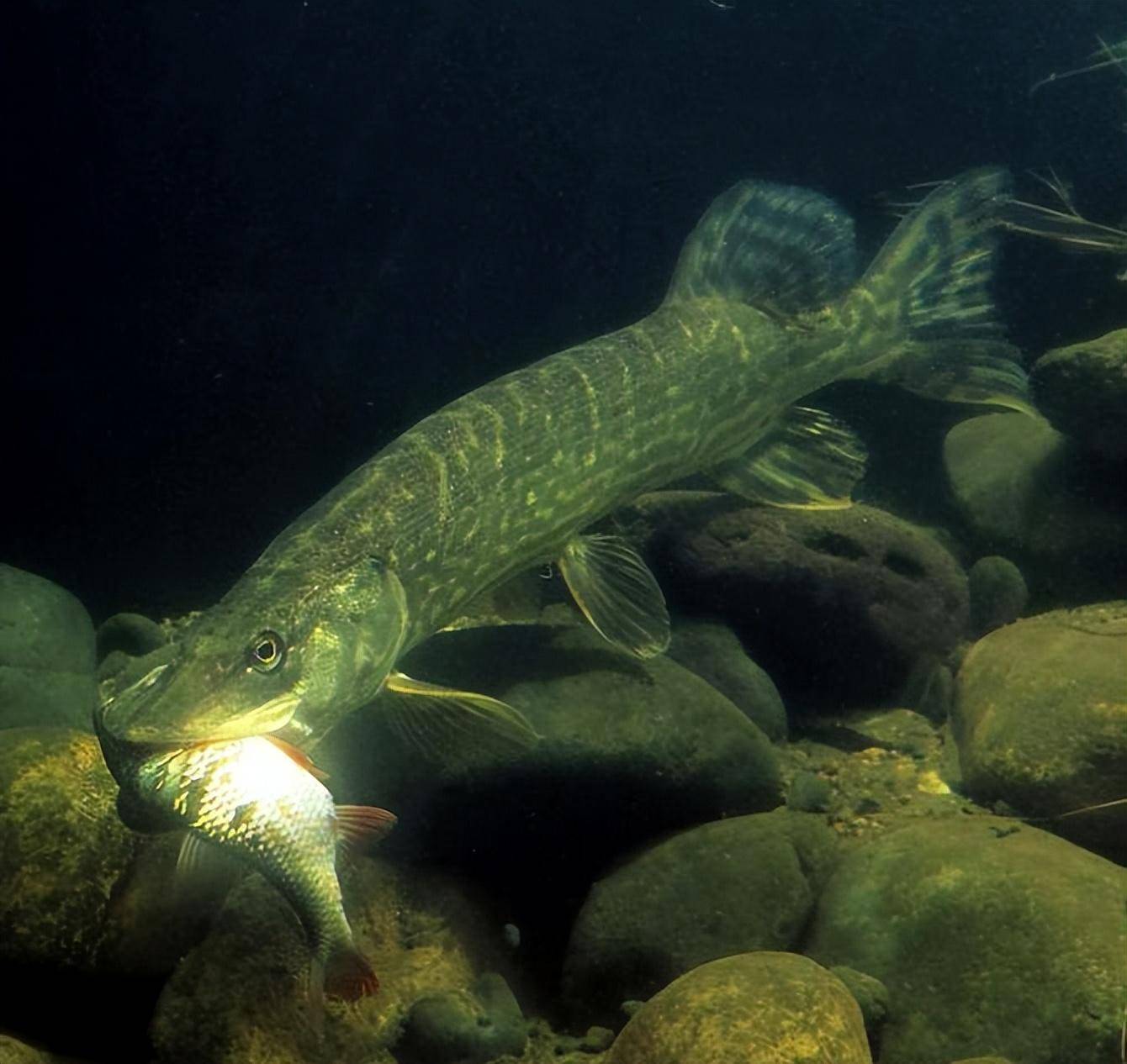 白斑狗鱼,鲽形目鱼类的一员,海洋生态系统中的一颗璀璨明珠