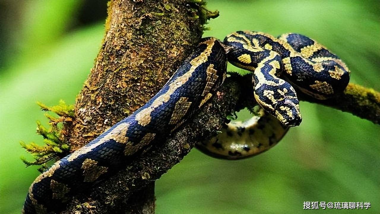 福建农民修祖坟挖出2米长蟒蛇,村民惊恐不已,蛇为何喜欢坟墓?