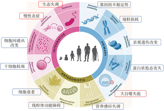cell年度重磅:首次提出衰老的12个标志!_细胞_炎症_疾病