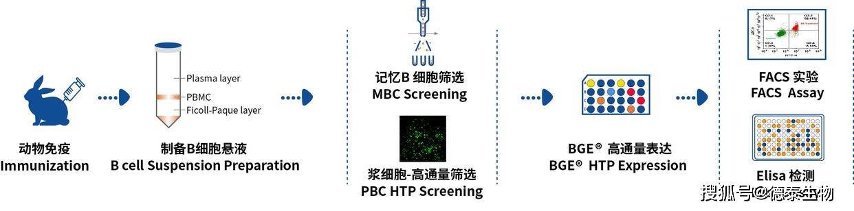 兔單克隆抗體多樣性維持機制及序列多樣性分析_基因_淋巴細胞_人類