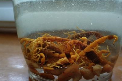 血皮菜,也叫红背菜,观音苋,紫背菜等