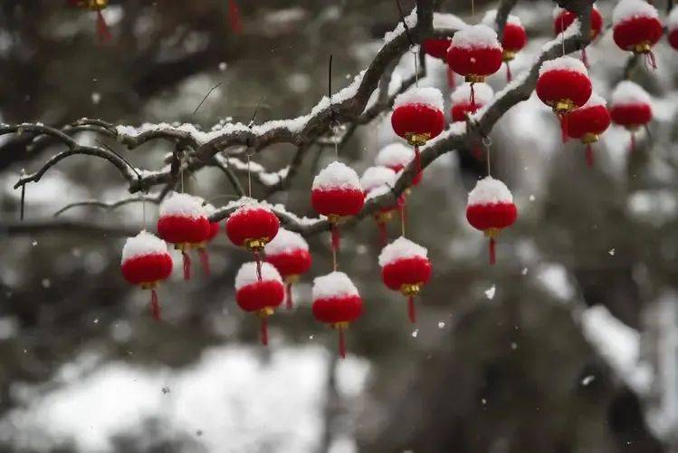 白露染楓紅,喜鵲品嚐柿釀.霜降,霜降,秋去冬來景象.