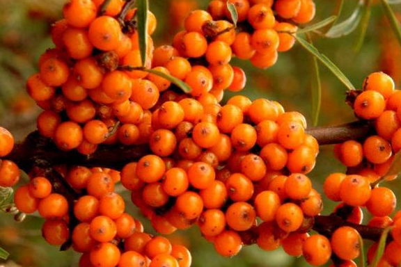 北方特有的3种水果,南方人见都没见过,北方人爱不释口_树干_果子_自然