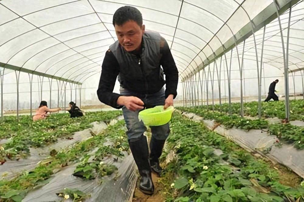 气温低,大棚施肥选碳铵_尿素_施入_碳酸氢铵