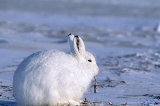 软绵绵可爱雪白的北极兔子竟有着这样的腿,真是令人感到意外!