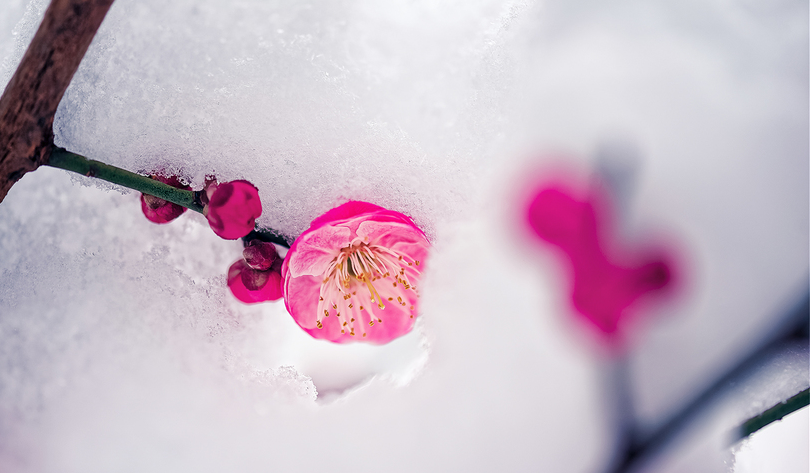 冬天梅花的样子图片图片