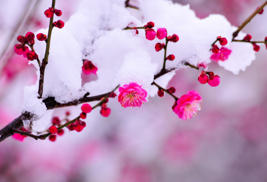 冬天梅花的样子图片