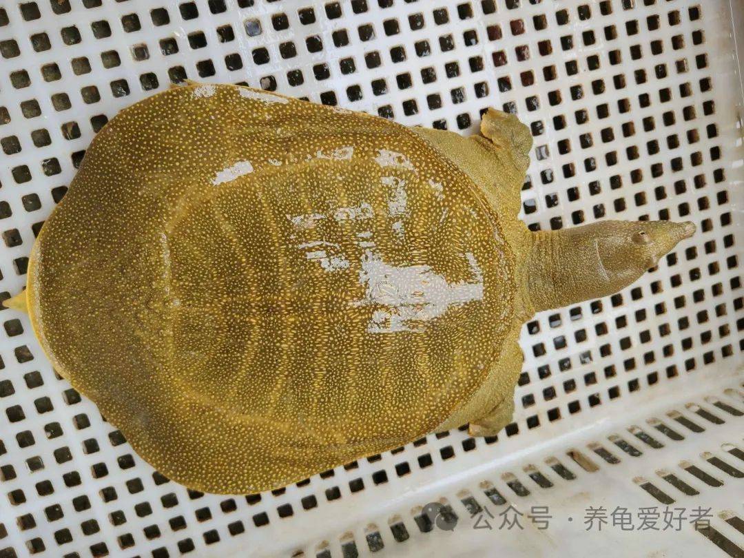 乌龟,王八,甲鱼,鳖,它们之间的区别你知道多少_四肢_统称_玄武