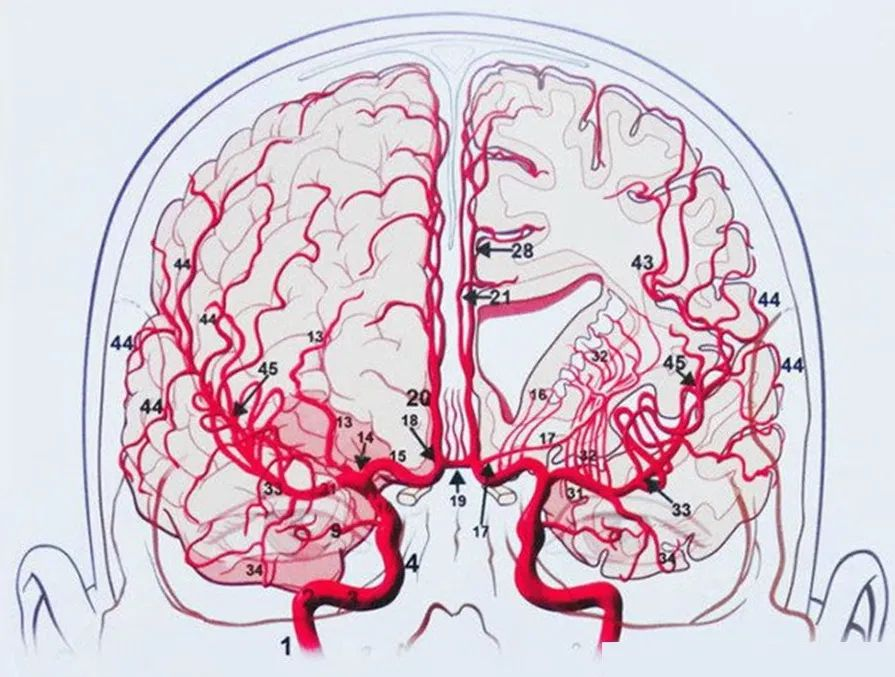 脑血管的独白:大脑的生命之流