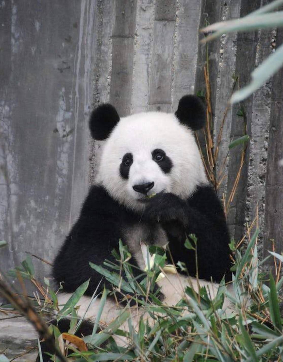 卡塔尔旅游局邀请中国游客在春节期间去卡塔尔看熊猫