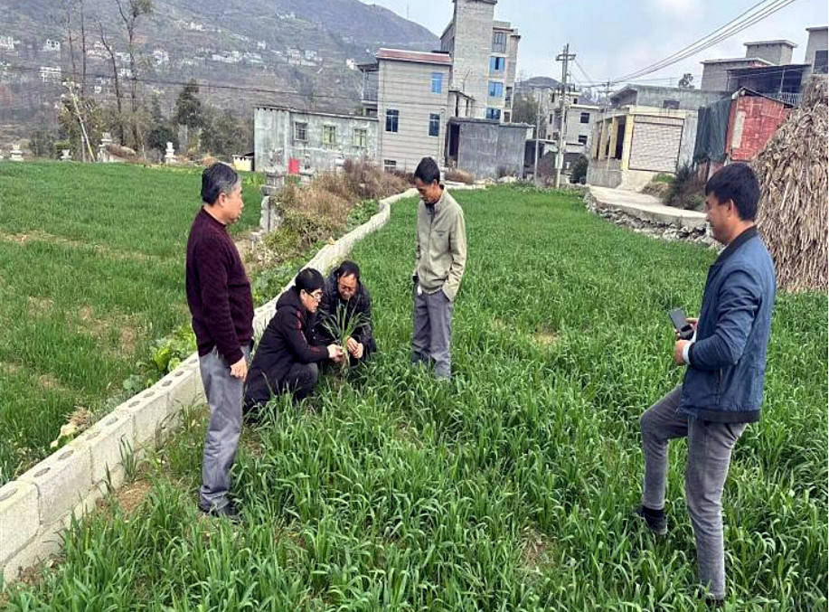 晴隆县农业农村局党组成员杨虎,技术员吴官县,吴学渊等人到长流乡横山