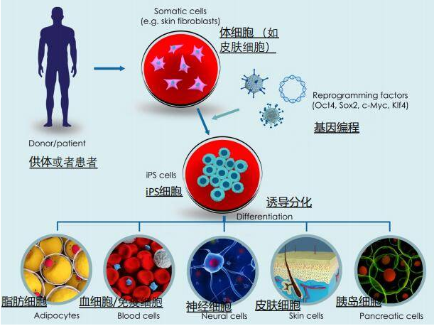 诱导多能干细胞(ipsc)存储,保护家族基因财富,助您健康与未来