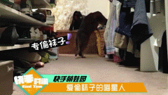 萌宠的蠢萌瞬间，没办法，谁让你是小公举，除了宠着我还能怎么办