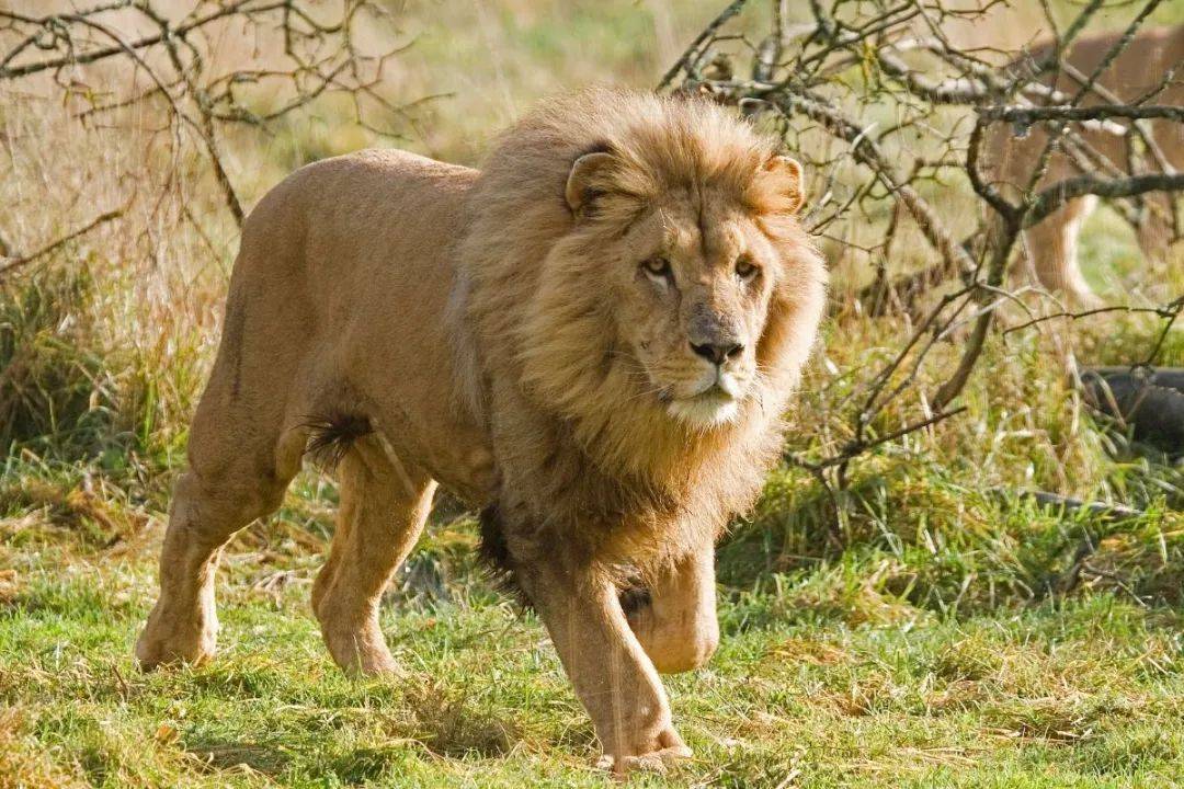 狮子生活在一个高度组织化的社会中,成年雄狮往往组成自己的领地,并