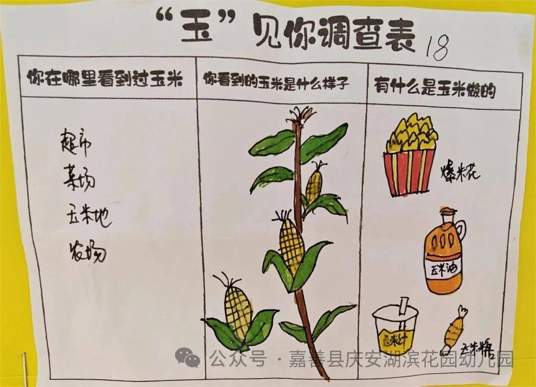 玉米生长记录表图片图片