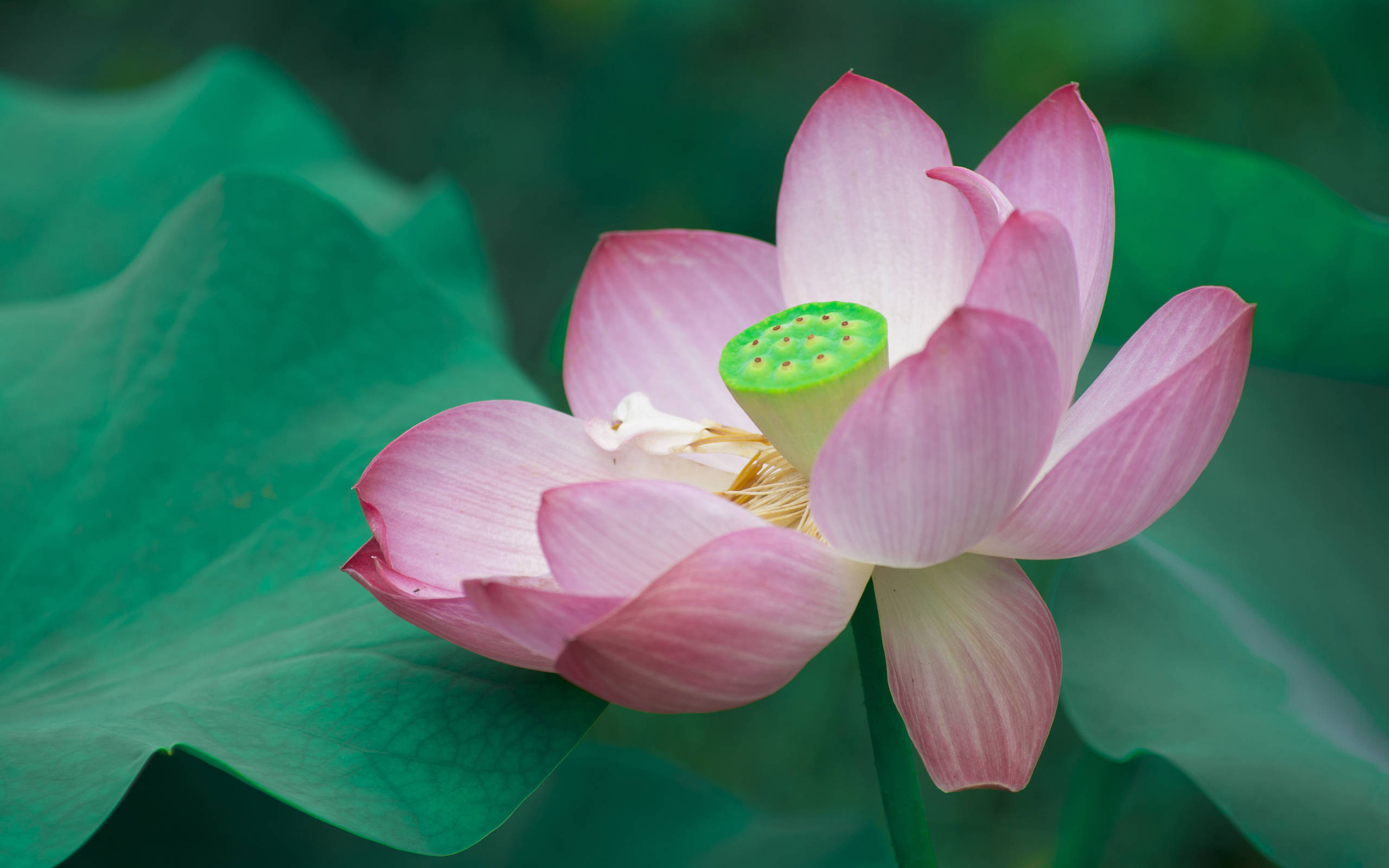 84年属鼠的幸运花图片