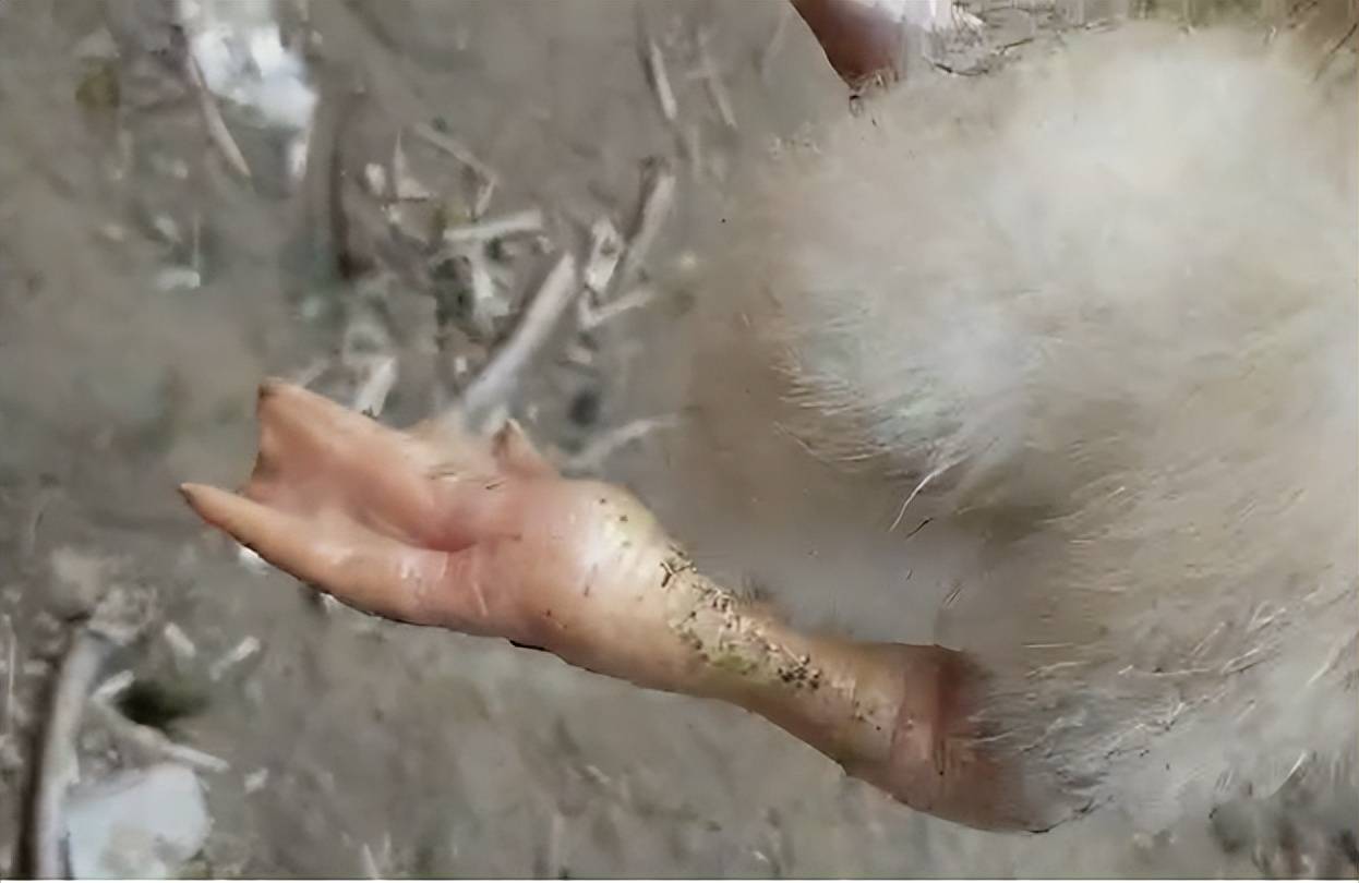 鹅痛风浆膜炎混感怎么办?这个方法效果好,养殖户一定要知道!