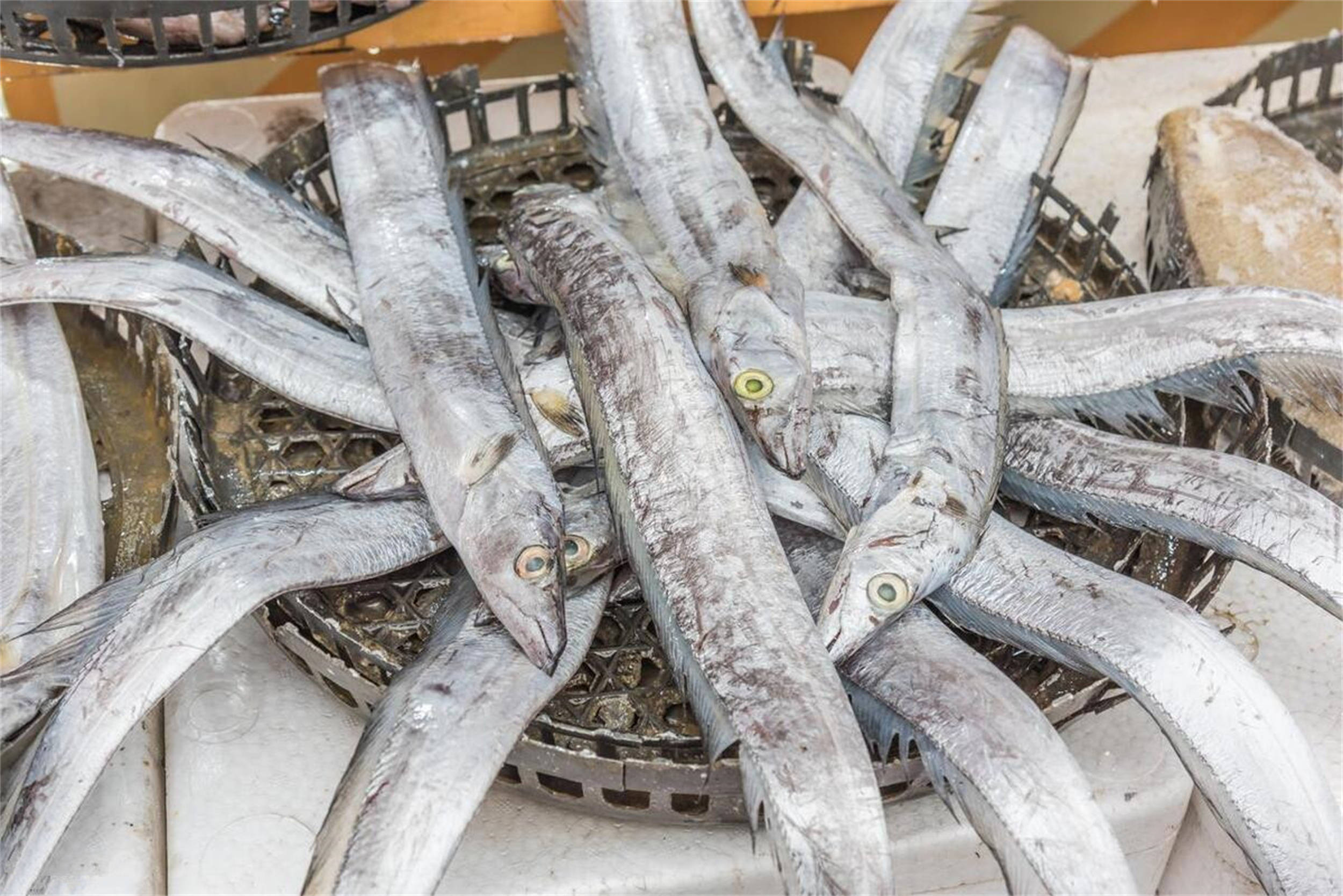 年货买带鱼,买窄的还是买宽的?