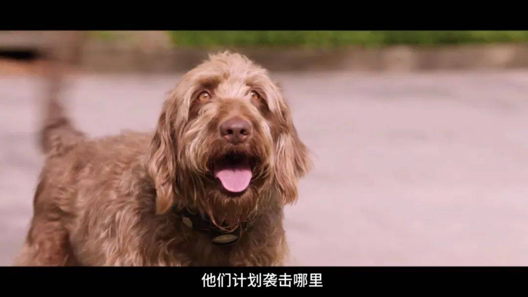 神犬电影中国图片