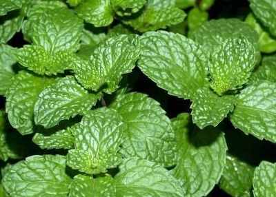 农村常见的薄荷叶,竟然是中药手中止咳平喘的民间草药,你见过吗_人类