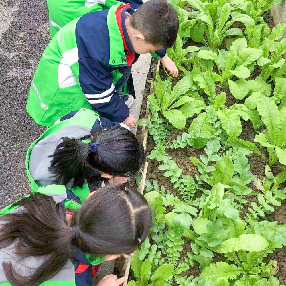 成都市双流区黄甲小学丰收啦快来瞧一瞧qio一qio
