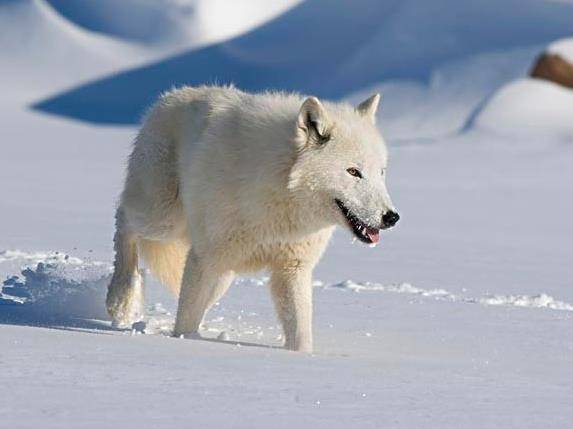 "雪狼摄影的独特魅力"_吕文_生命力_作品