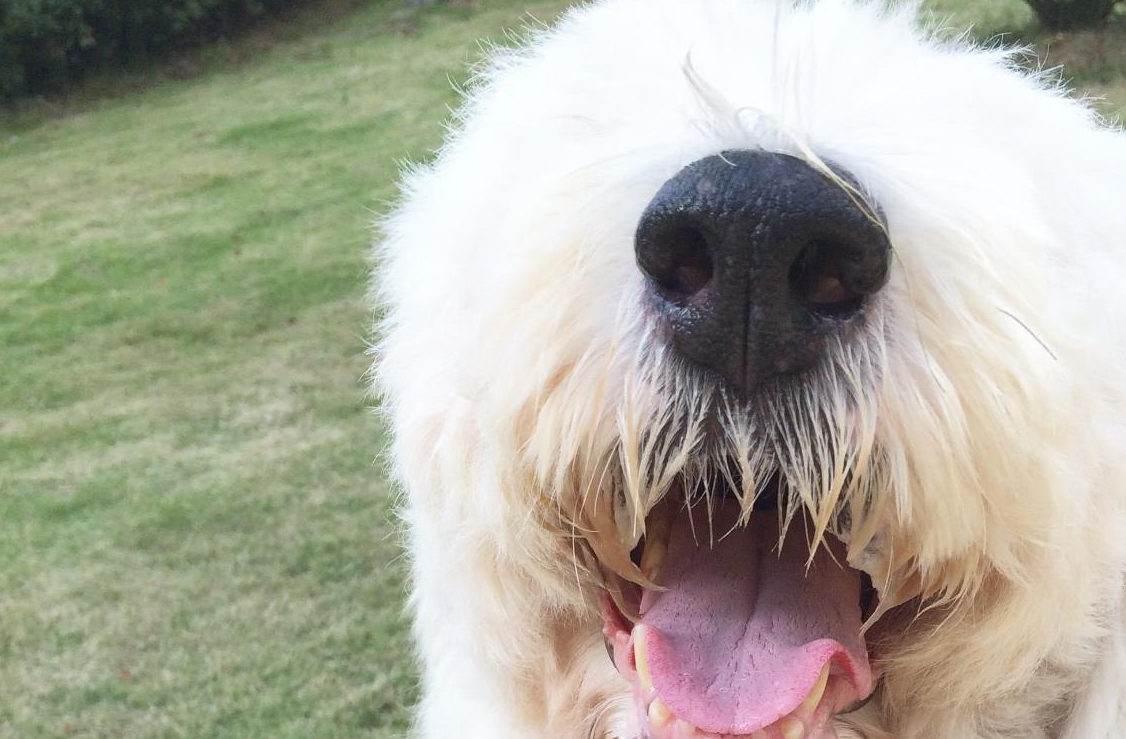 被主人剃完毛后的古牧,好像变了个品种?