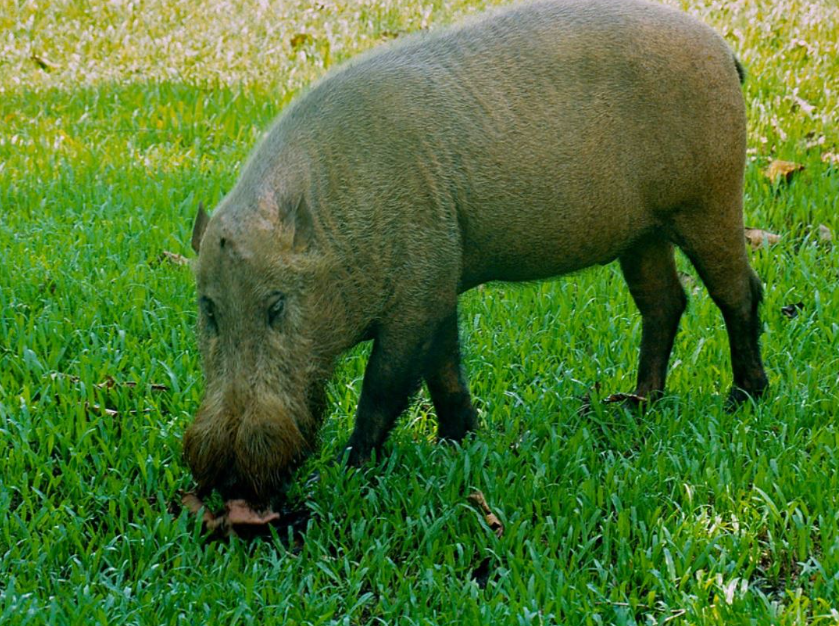 身为野猪一员,印尼野猪却为何几近灭绝?_保护_工作_动物
