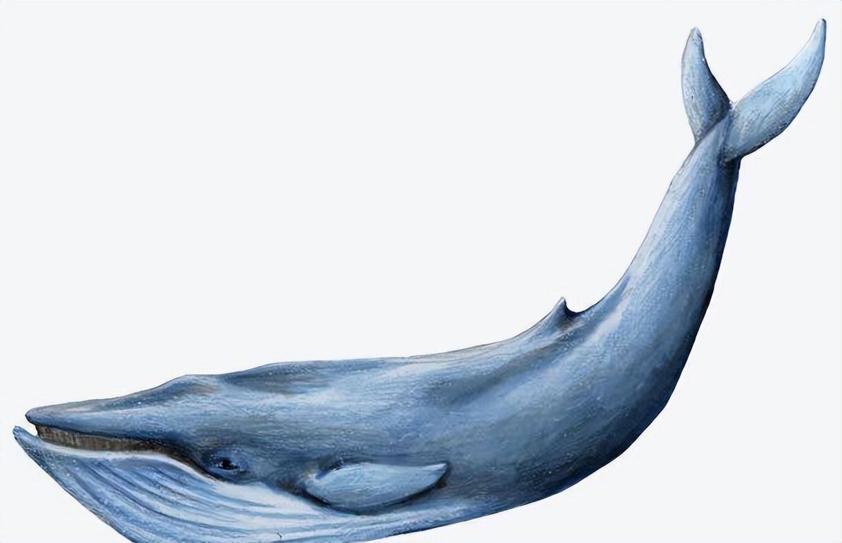 鲸鱼呼吸需要浮出水面，网友：水下睡觉的时候会不会被憋死？_搜狐网