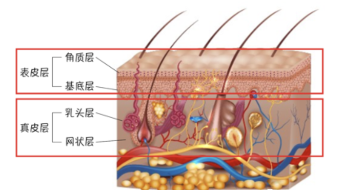 永保健康智慧生髮毛囊克隆技術,未來防脫!