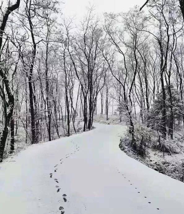 雪下了一夜_庭院_積雪_江南雪